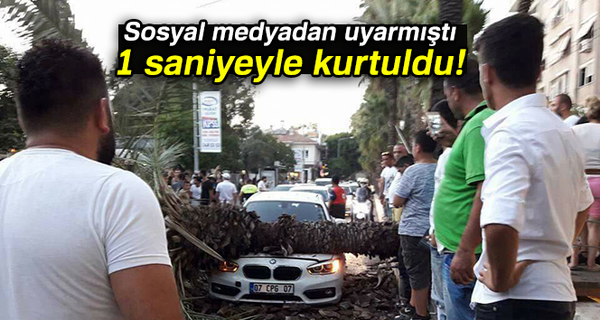 Sosyal medyadan 'devrilecek' diye uyardığı ağaç...