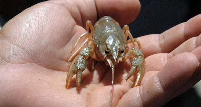 Kerevit İsveç’te altın değerinde