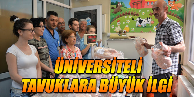 Üniversiteli tavuklar büyük ilgi görüyor