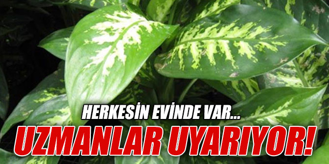 Difenbahya çiçeğinin zararı var mı?