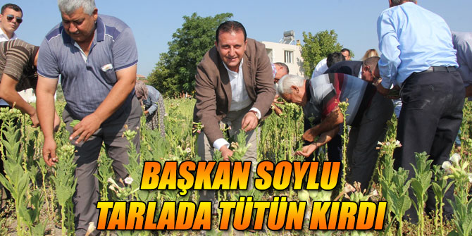 Başkan Soylu Tarlada Tütün Kırdı