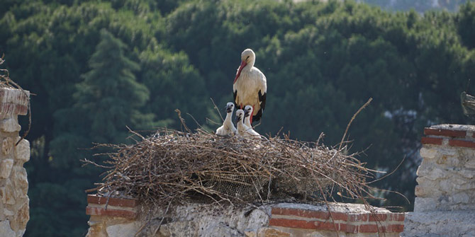 Selçuk’ta Leylek ve Doğal Yaşam Kültürü Festivali başlıyor