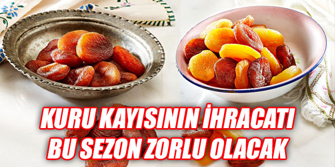 Kuru kayısının ihracatı bu sezon zorlu olacak