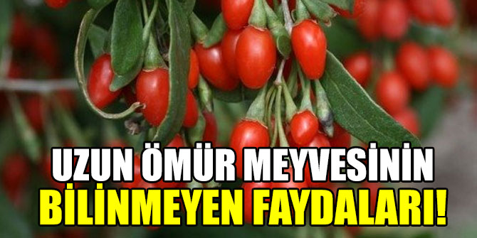 Uzun ömür meyvesinin bilinmeyen faydaları!