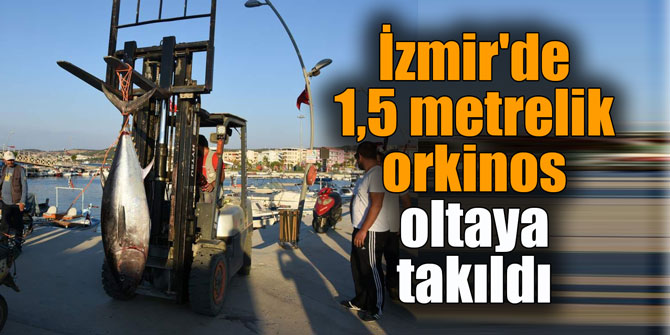 İzmir'de 1,5 metrelik orkinos oltaya takıldı