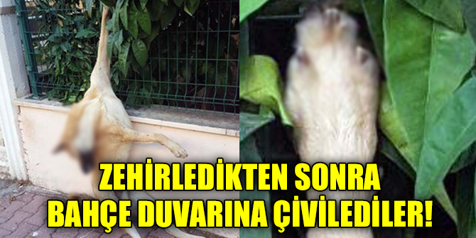 Dehşet! Bahçe duvarına çivilediler!
