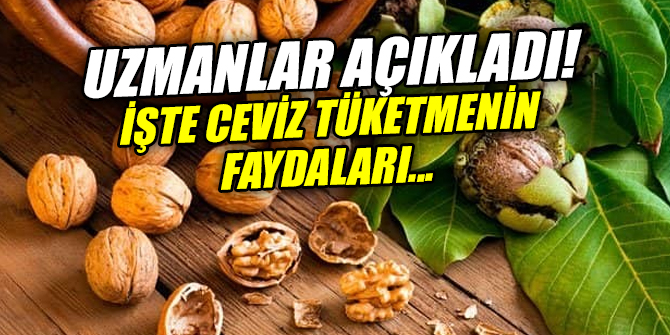 Uzmanlar açıkladı! İşte ceviz tüketmenin faydaları!