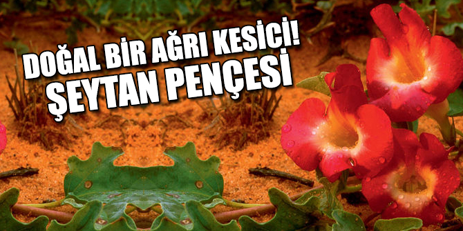 Doğal bir ağrı kesici!