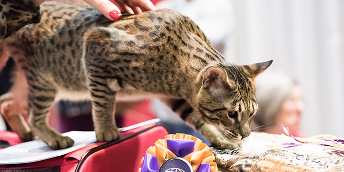 TİCA Türkiye’deki İlk Kedi Yarışmasını İstanbul’da düzenliyor