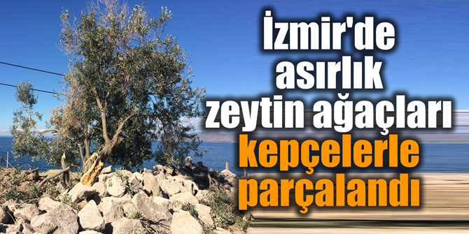 İzmir'de asırlık zeytin ağaçları kepçelerle parçalandı