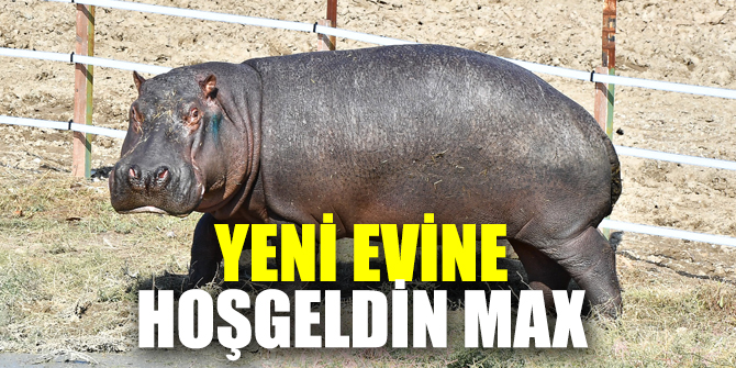 Yeni evine Hoşgeldin Max