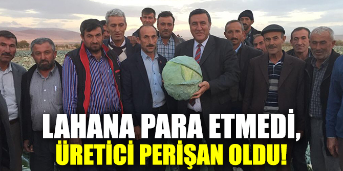 Lahana para etmedi, üretici perişan oldu