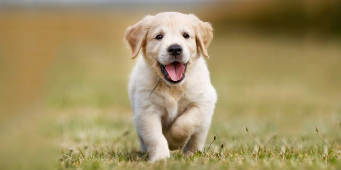 Köpek sahiplerinin kalp hastası olma riski daha az!