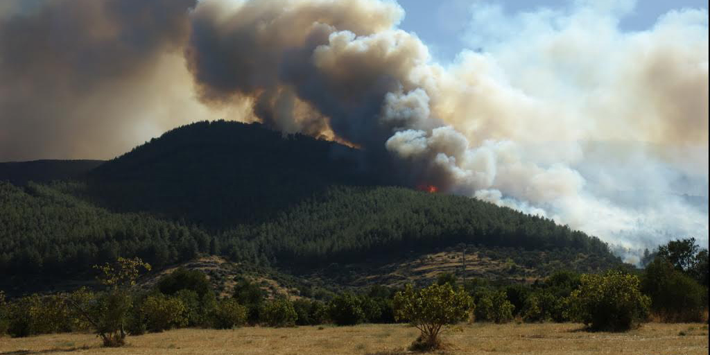 Bülbül Dağı’na  Dikilen Fidanlar Boy Vermeye Başladı