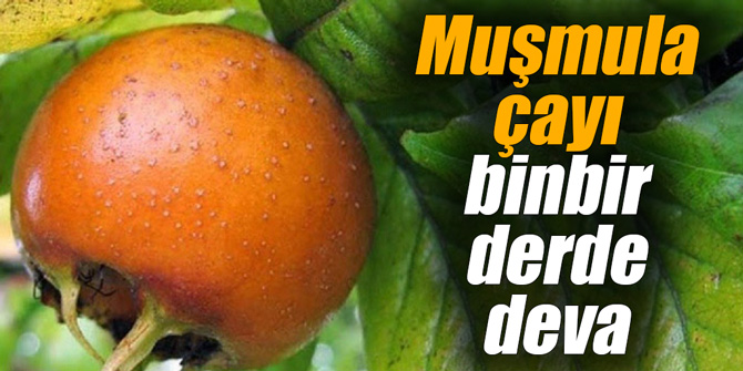 Muşmula çayı binbir derde deva