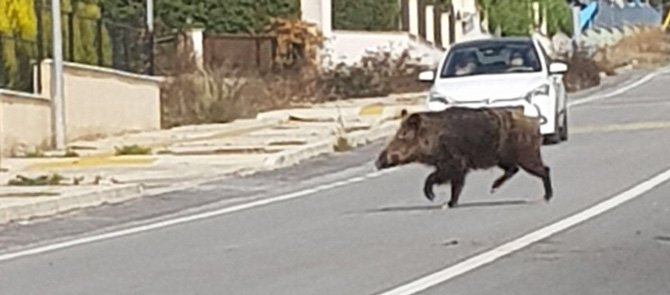 İzmir'de şehre yaban domuzları indi