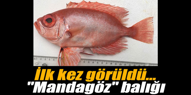 İlk kez görüldü... "Mandagöz" balığı