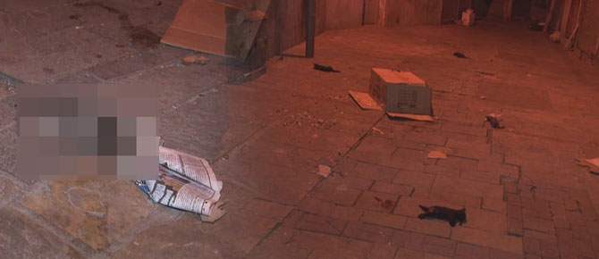 İzmir'de tüyler ürperten görüntü... 4 yavru kedi...