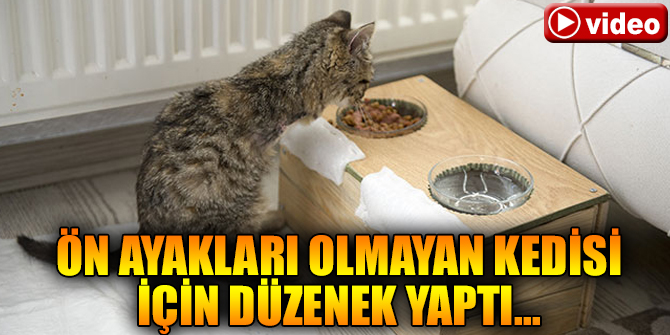 Ön ayakları olmayan kedisi için düzenek yaptı..