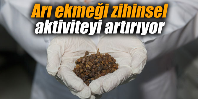 Arı ekmeği zihinsel aktiviteyi artırıyor