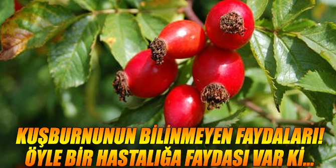 Kuşburnunun bilinmeyen faydaları! Öyle bir hastalığa faydası var ki...