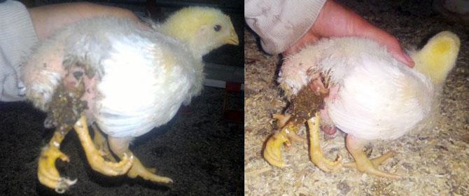 Yumurtadan 4 bacaklı civciv çıktı