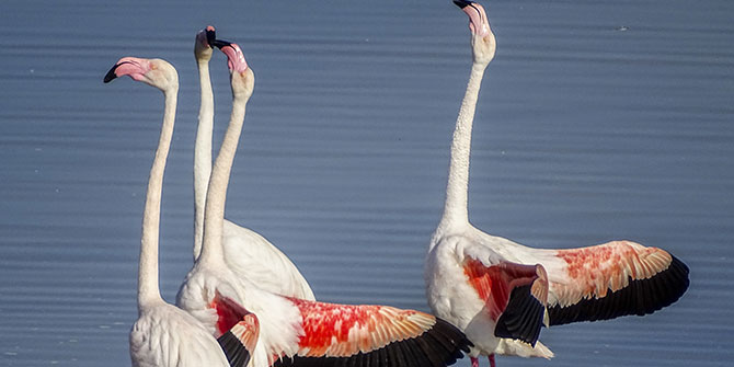 İzmirliler Gediz Deltası’nda Flamingoların Dansını İzledi
