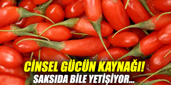 Cinsel gücün kaynağı! Saksıda bile yetişiyor..