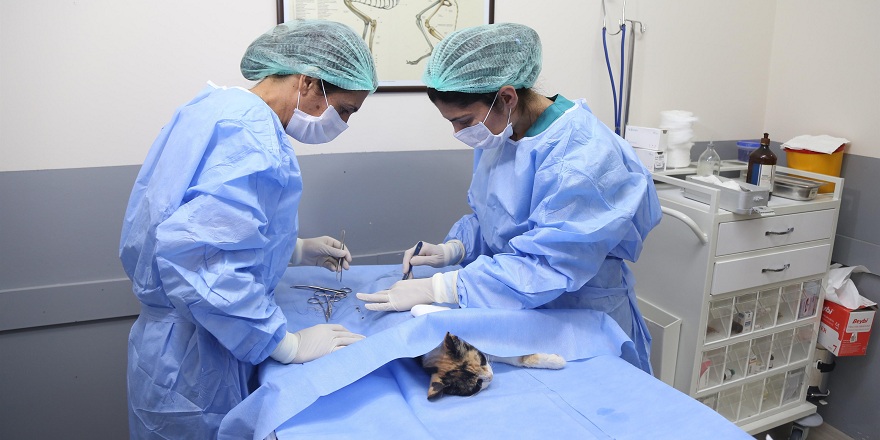 40 sahipsiz kediyi kısırlaştırdılar