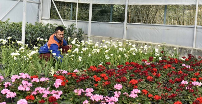 Muratpaşa'da 21 bin 765 bitki ve çiçek gün sayıyor