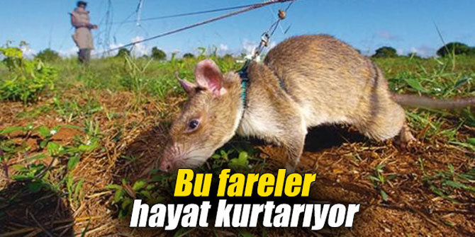 Bu fareler hayat kurtarıyor
