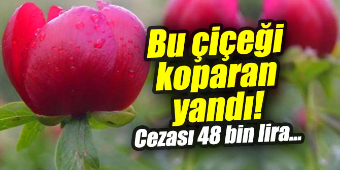 Bu çiçeği koparan yandı! Cezası 48 bin lira...