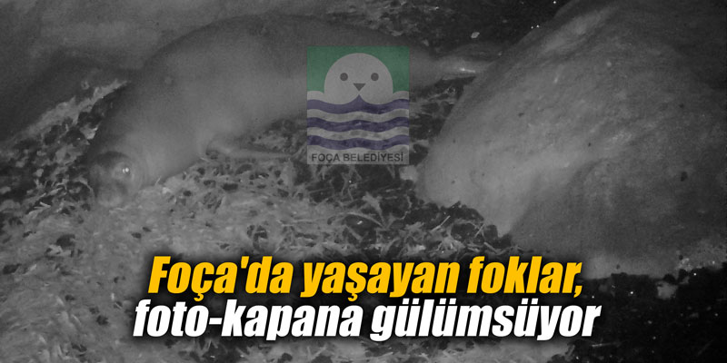 Foça'da yaşayan foklar, foto-kapana gülümsüyor