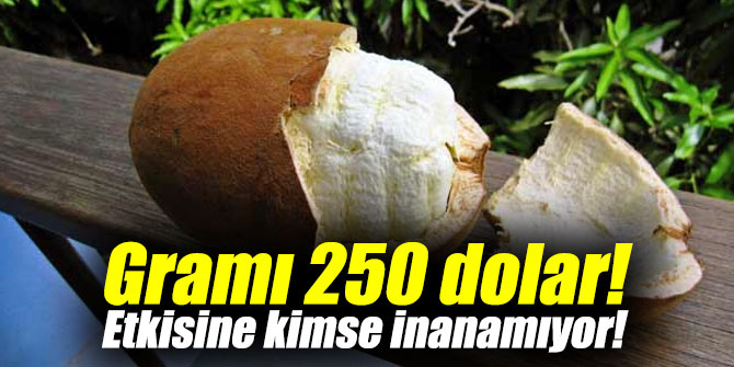 Gramı 250 dolar! Etkisine kimse inanamıyor!