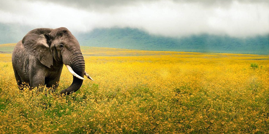 ''Dünya Fil Günü'' kutlu olsun