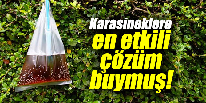 Karasineklere en etkili çözüm buymuş!