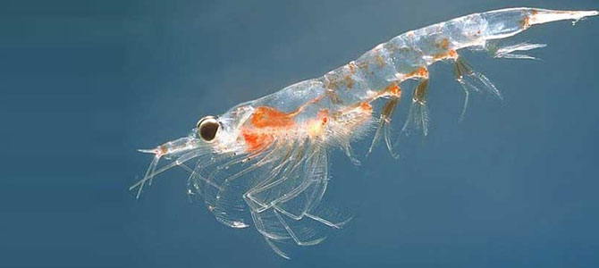 Bilim insanları iki yeni zooplankton türü keşfetti
