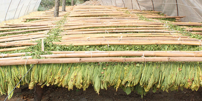 Usta gazeteci Doğan, Ege’nin Son Tütüncülerini yazdı