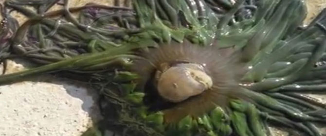 Küçük kız denizde hayatının şokunu yaşadı