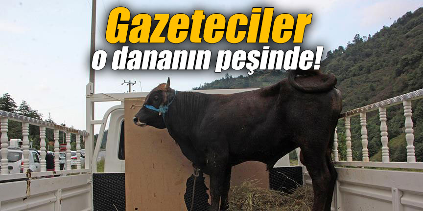 Gazeteciler O Dananın Peşinde!