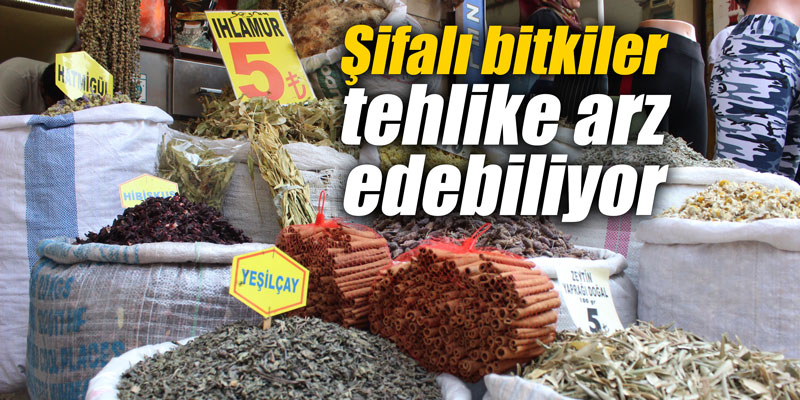 Şifalı bitkiler tehlike arz edebiliyor