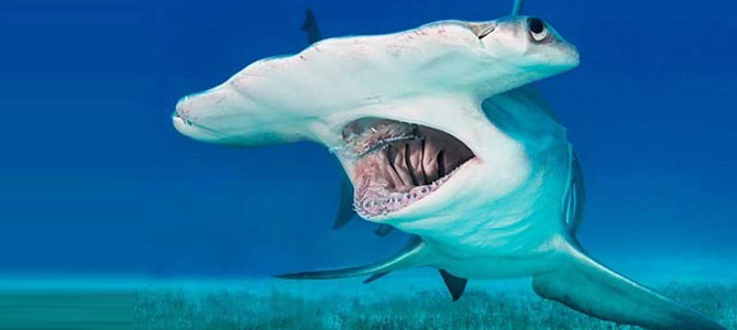 Köpek balıkları vejetaryen olabilir