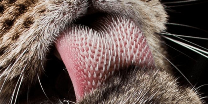 Kedi dilini model alan saç fırçası yapıldı