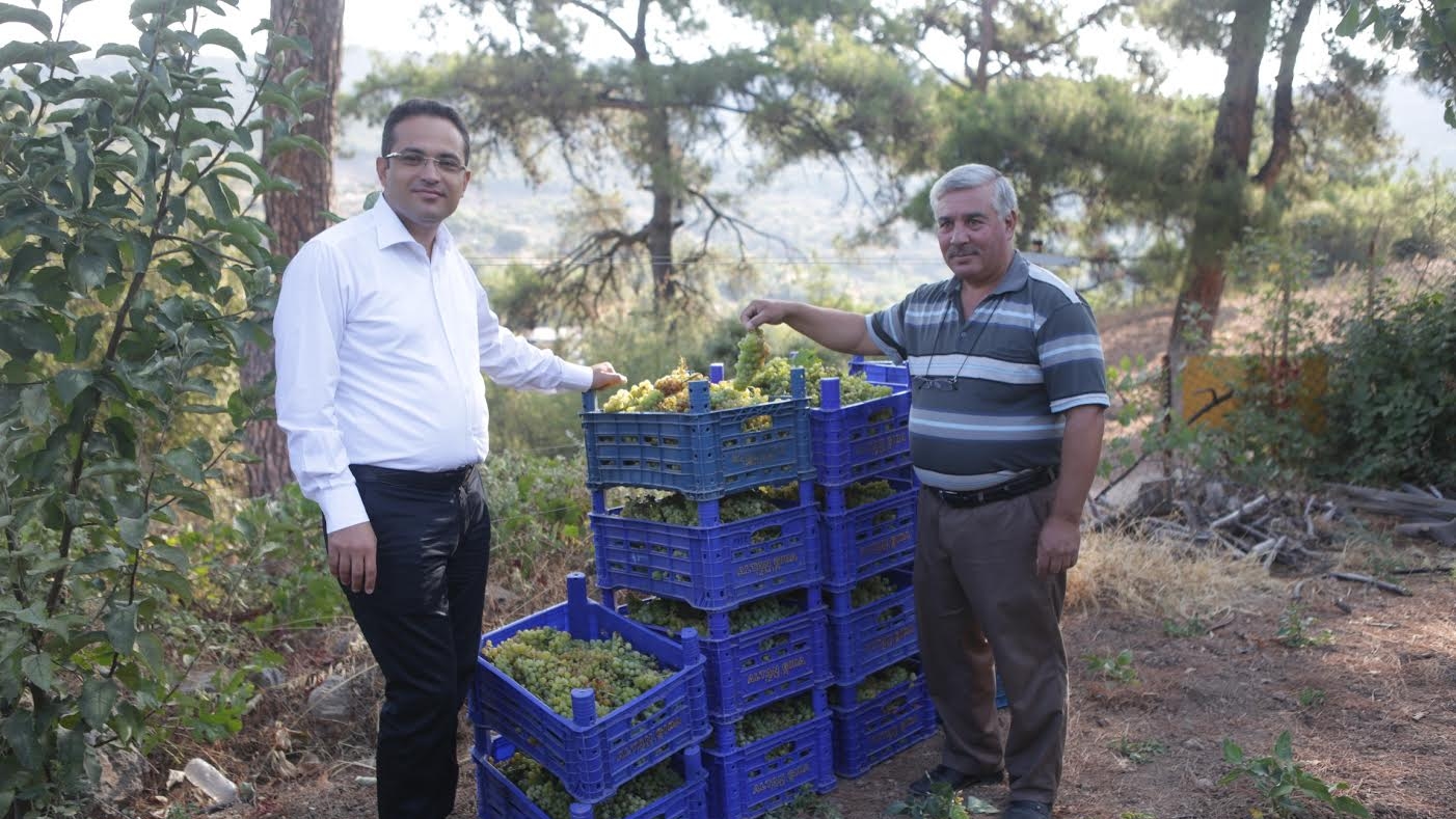 Misket Üzümü’nde hasat zamanı