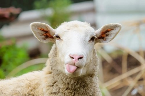 13108-funny-sheep-facts.webp