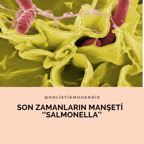 son-zamanlarin-manseti-salmonella.png