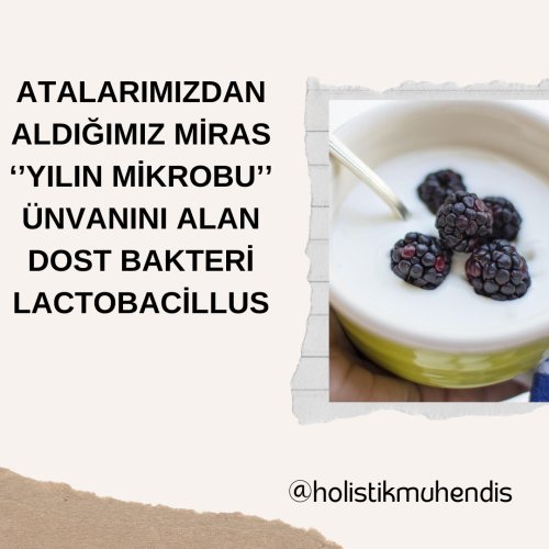 atalarimizdan-aldigimiz-miras-yilin-mikrobu-unvanini-alan-dost-bakteri-lactobacillus.png