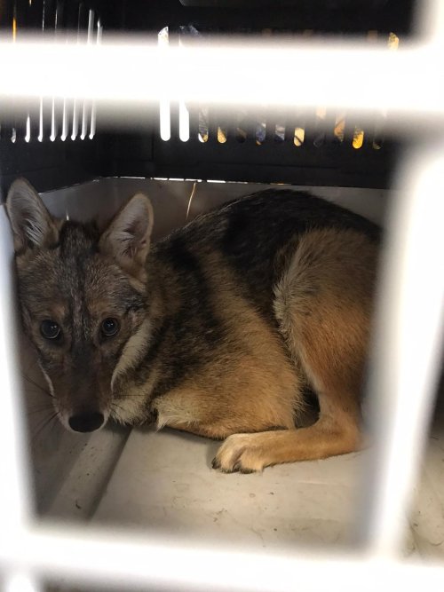 Kaza geçiren çakal başarıyla ameliyat edildi