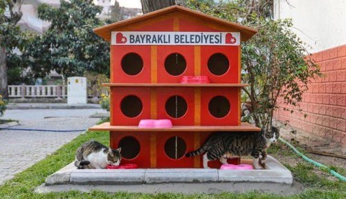 bayraklida-kedi-evlerinin-sayisi-20ye-yukseldi-5.jpeg