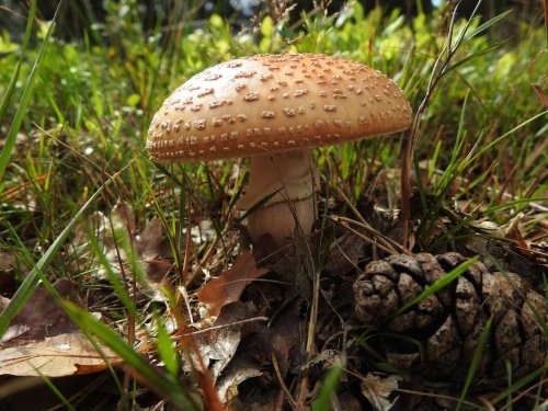 closeup-brown-fly-agaric-mushroom-grassy-forest-floor-181624-44382.jpeg